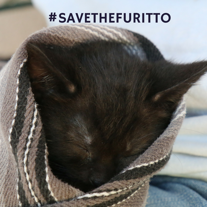 Save The Furitto to Promote Awareness for Homeless Animals